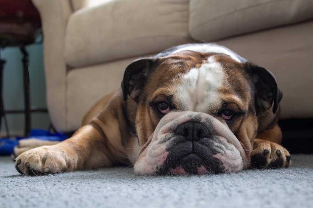 Englische Bulldogge auf Teppich Welche Hunderasse ist Rubble von Paw Patrol