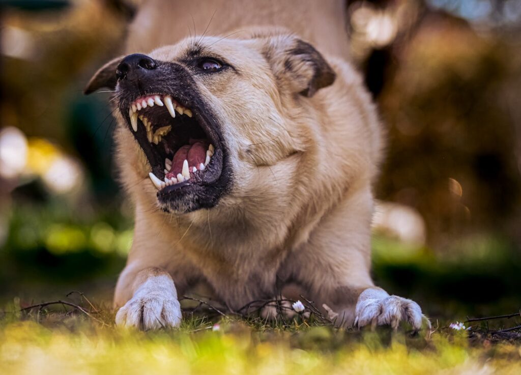 Hund blickt aggressiv beißen Beim Spazierengehen von Hund gebissen Wie wahrscheinlich