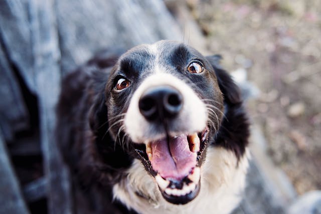 Hund schaut aufgeregt