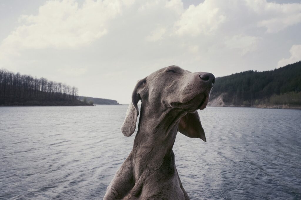 Hund See Wasser Natur Nach dem Spielen mit dem Hund sich selbst und den Wauwau waschen