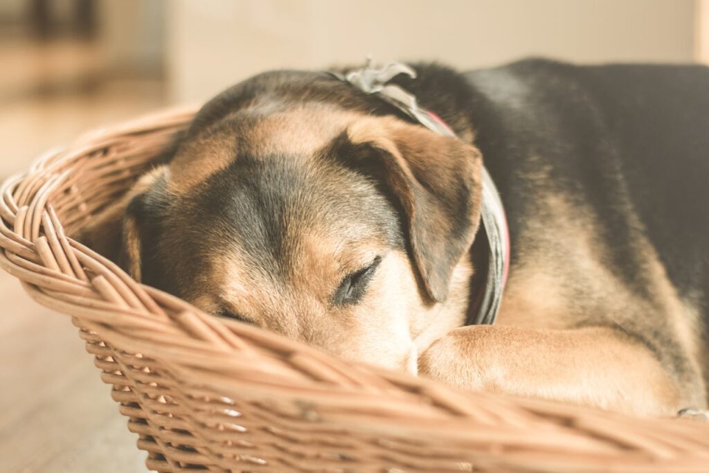 Hund schläft gemütlich in Hundebett Das richtige Hundebett – diese Aspekte sollte man beim Kauf beachten