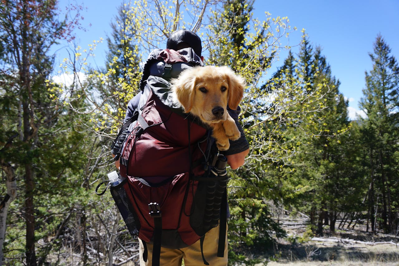 Hund Wanderung Rucksack Urlaub mit Hund – Geheimtipp Österreich Natur, Freiheit und echte Gastfreundschaft