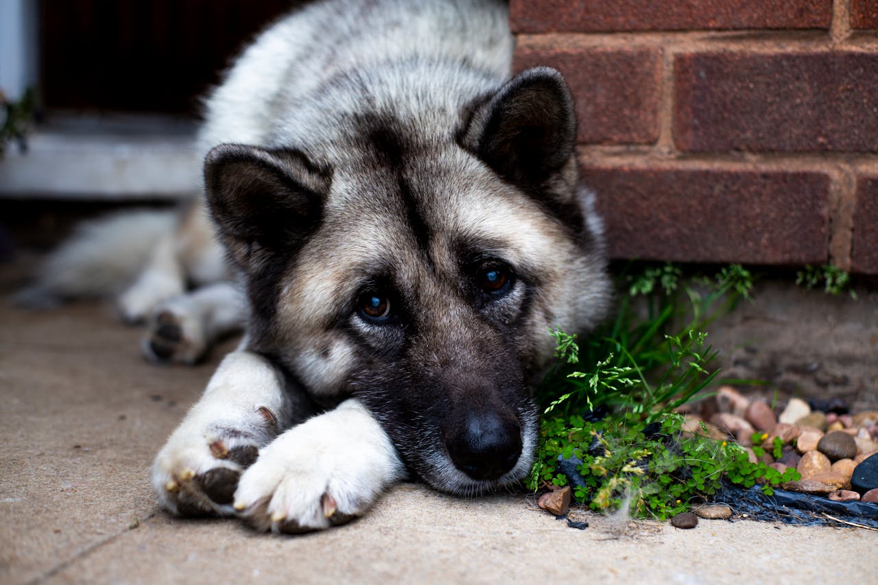 Hund schaut niedlich Norwegischer Elchhund – Charakter, Wesen & Besonderheiten