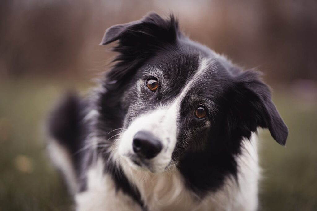 Border Collie schaut niedlich Top 10 der intelligentesten Hunderassen