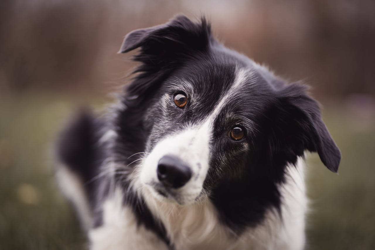 Border Collie schaut niedlich Top 10 der intelligentesten Hunderassen