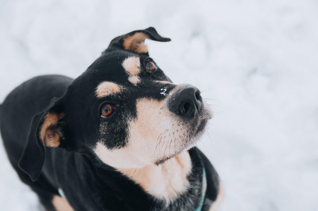 Hund blickt aufmerksam nach oben Hundetraining – Grundlagen für Anfänger erklärt
