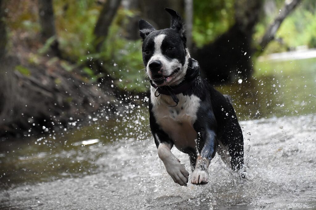 Hund rennt durchs Wasser Sommer mit Hund Erwartung vs. Realität