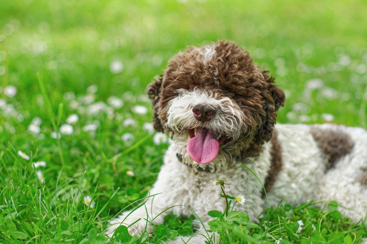 Hund sitzt entspannt im Gras Lagotto Romagnolo – Steckbrief der charmanten Trüffelsucher