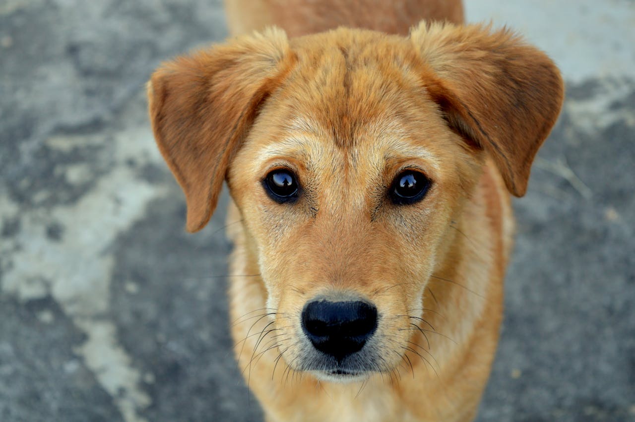 Hund schaut traurig Hund wurde gestohlen – ein Alptraum für jeden Besitzer und Halter des Tieres