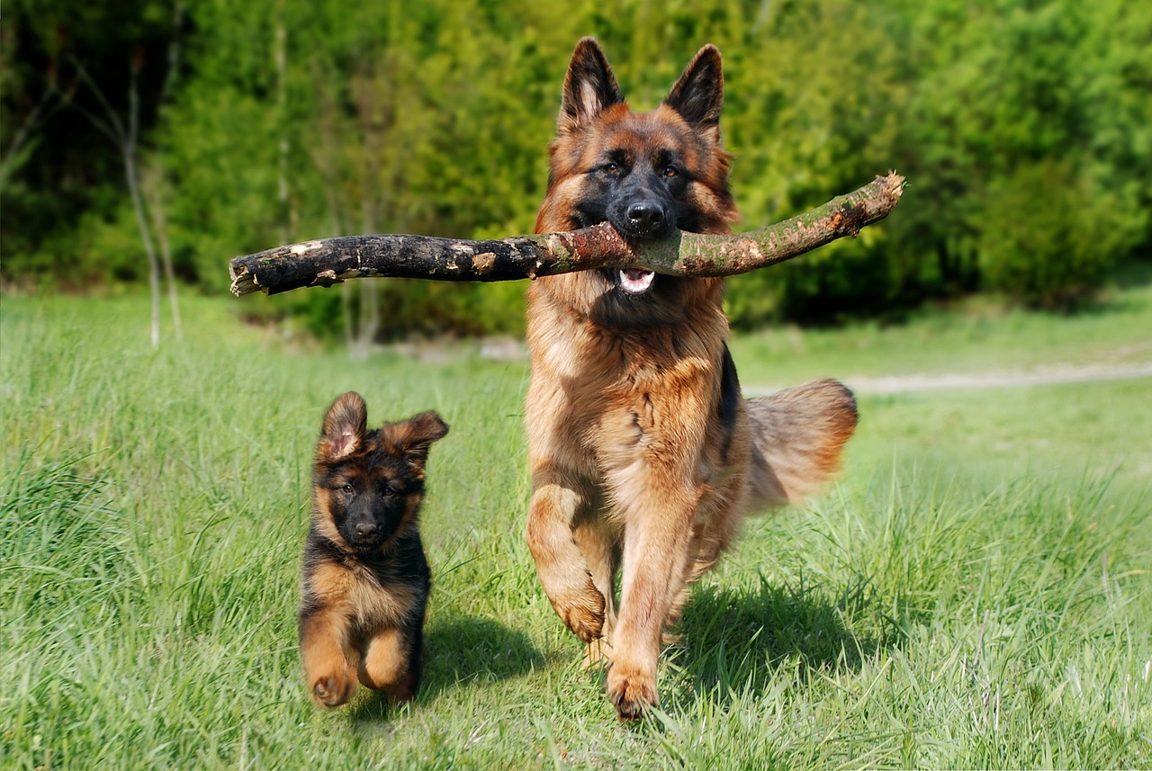Schäferhund und Welpe spielen Schäferhund DDR-Linie vs. Westliche Linie – Die Unterschiede