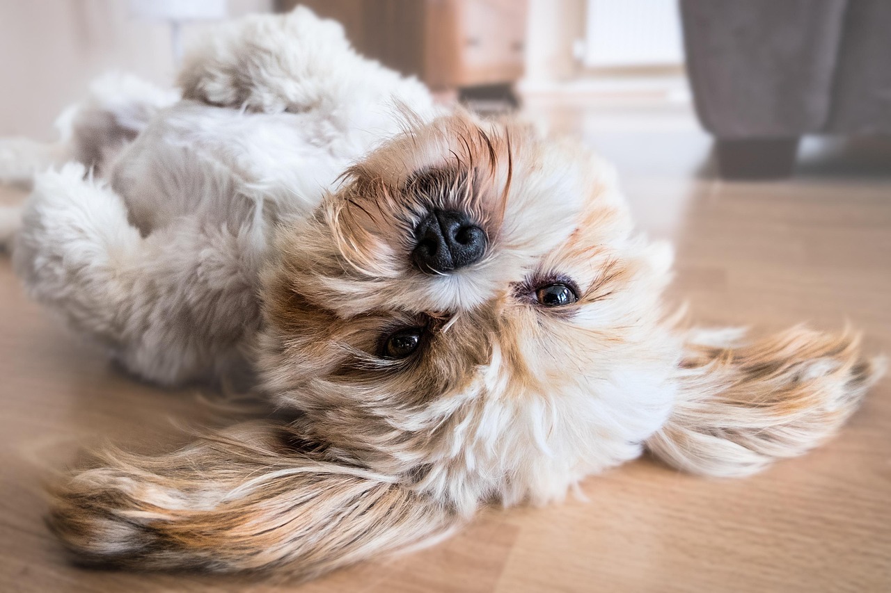Shih Tzu Hund niedlich Ruhige Hunderassen ohne starken Jagdtrieb – Ideal für Familie und Wohnung