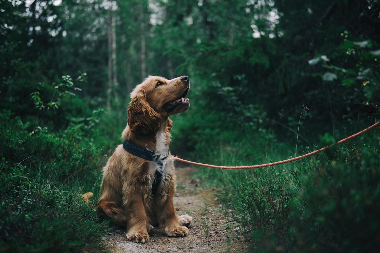 Hund an der Leine schaut auf zu Herrchen Das richtige Hundezubehör finden – Wie geht das