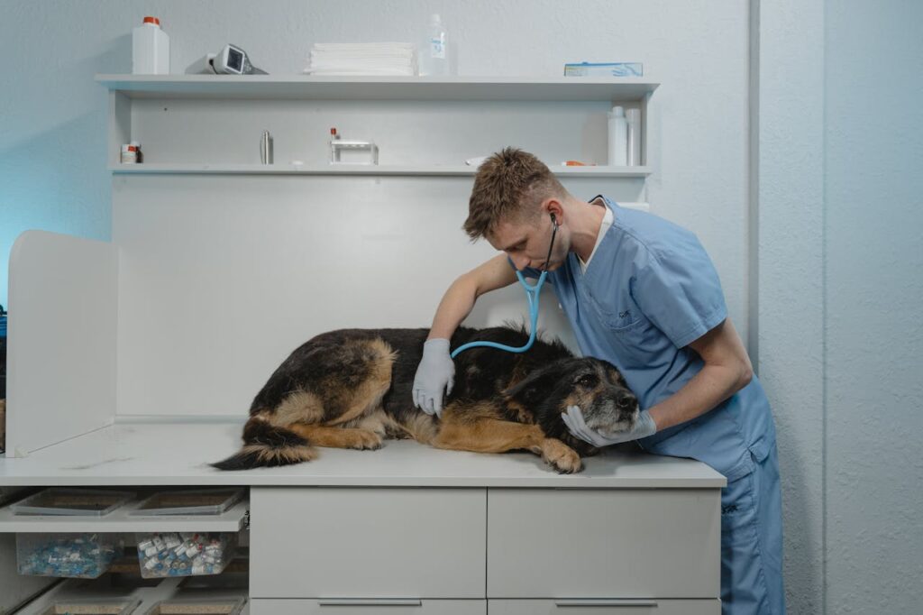 Hund beim Tierarzt Hunde-OP-Versicherung Was genau ist das