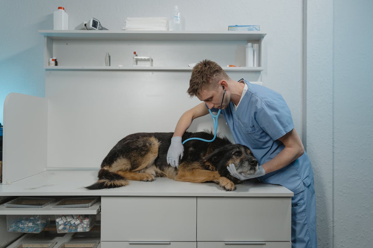 Hund beim Tierarzt Hunde-OP-Versicherung Was genau ist das