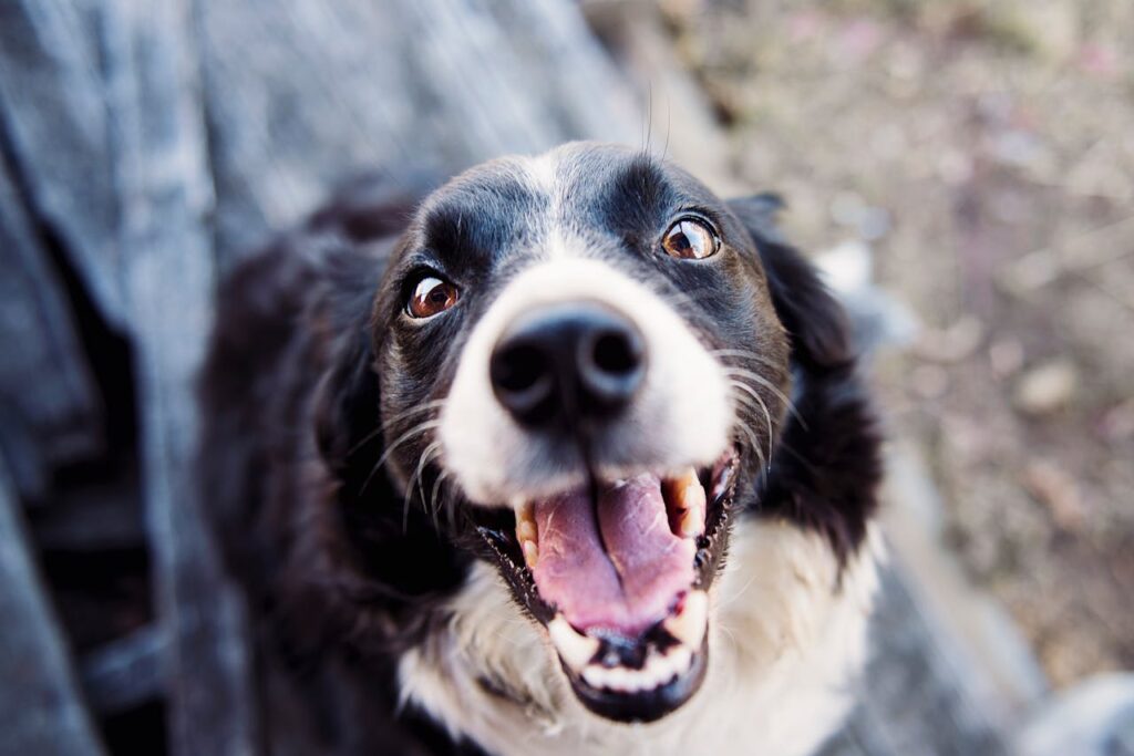 Hund aufgeregt glücklich Hund beibringen, nicht zu bellen – so gelingt’s mit Geduld und positiver Erziehung