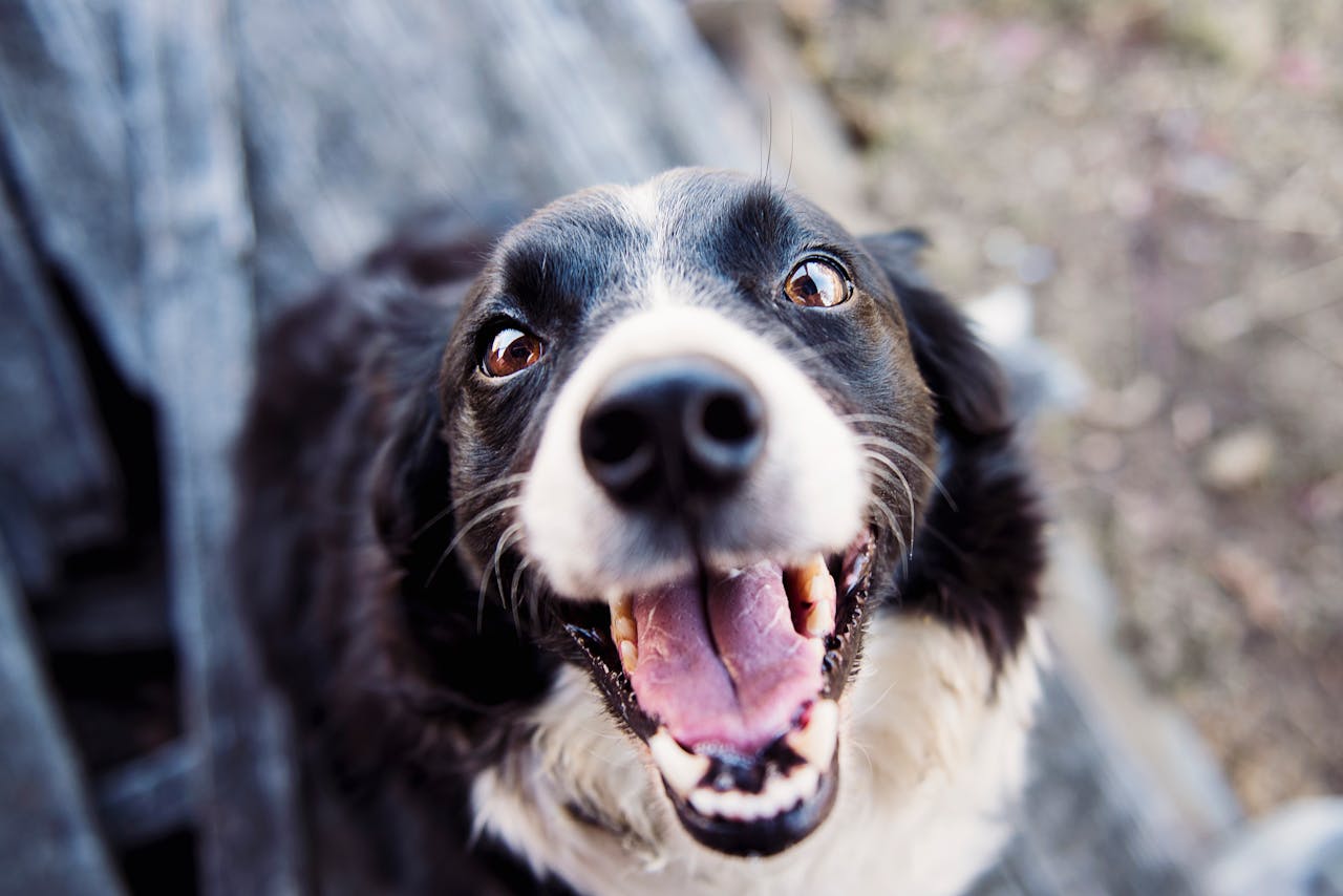 Hund aufgeregt glücklich Hund beibringen, nicht zu bellen – so gelingt’s mit Geduld und positiver Erziehung