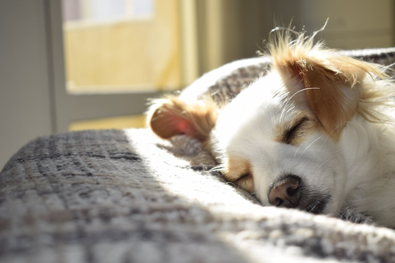 Hund schläft gemütlich Hundebett – Der Guide für Anfänger