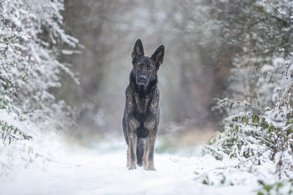 Schäferhund schwarzes Fell Winter DDR-Schäferhund – Charakter, Eigenschaften und mehr