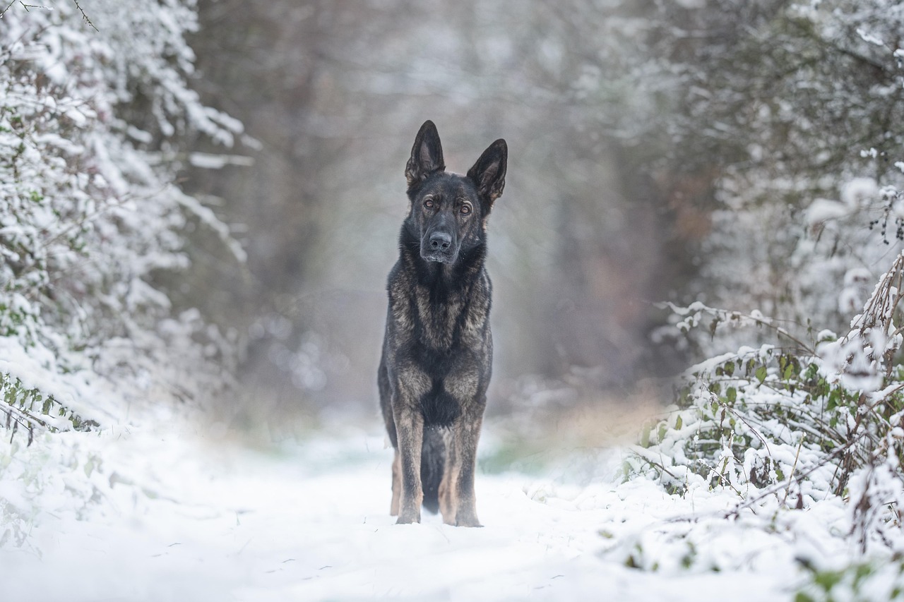 Schäferhund schwarzes Fell Winter DDR-Schäferhund – Charakter, Eigenschaften und mehr
